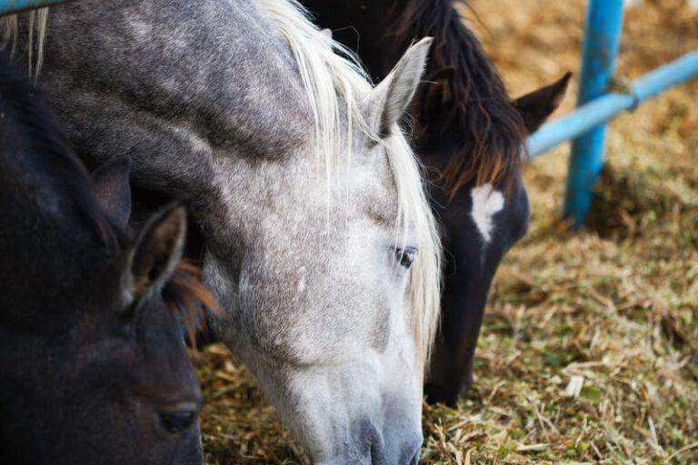 Czy konie mogą jeść sianokiszonkę?