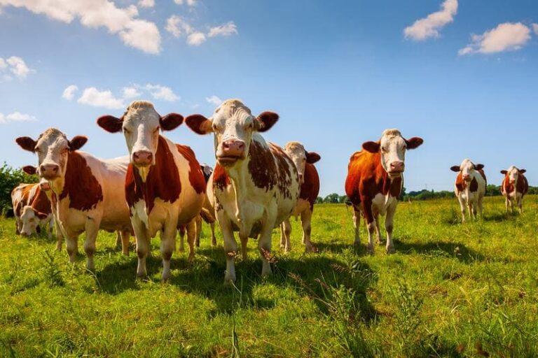 Żywienie krów: jak zrobić dobrą sianokiszonkę dla bydła mlecznego?